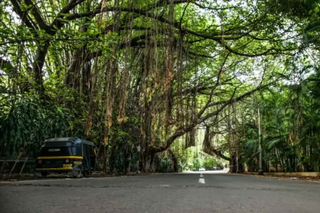 koregaon park lane no 2